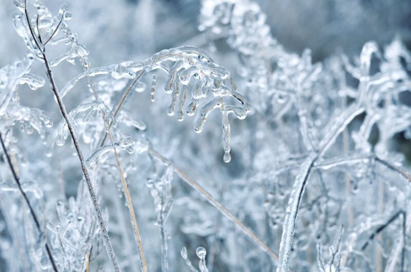 plants outside a houston home covered in ice after a winter storm