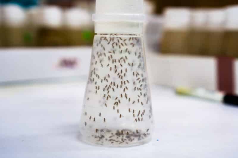 small, clear plastic vial containing lots of trapped fruit flies